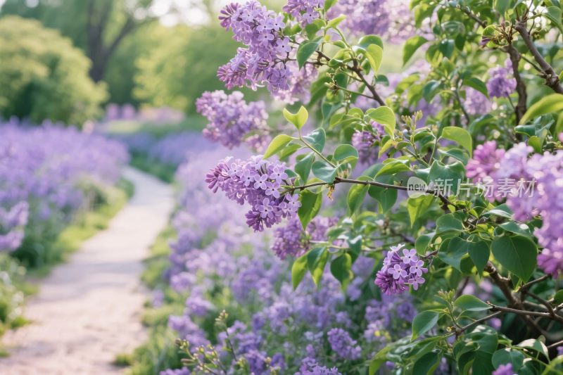 紫丁香花丛步道风景