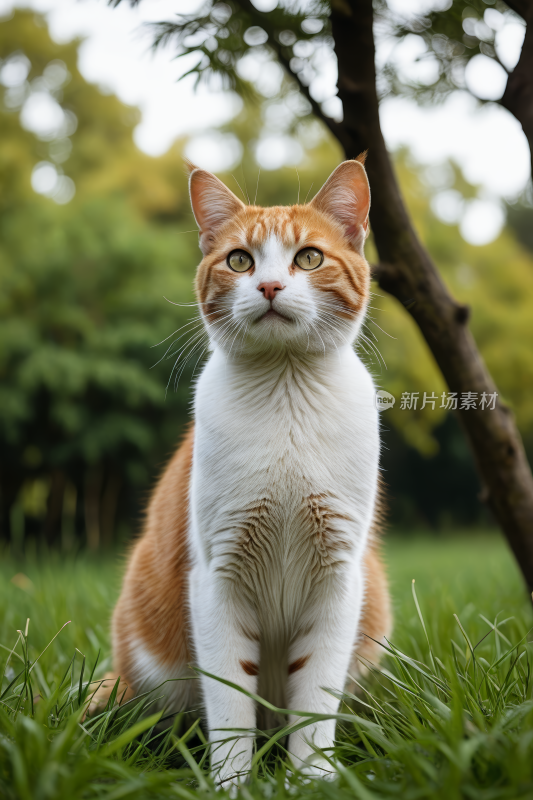 一只猫在草地上抬头看高清风景图片