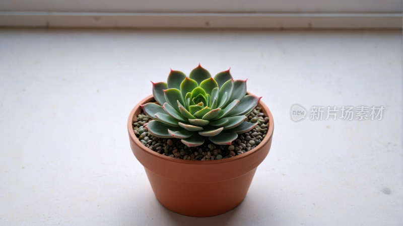 花盆中多肉室内植物哈沃夏图片