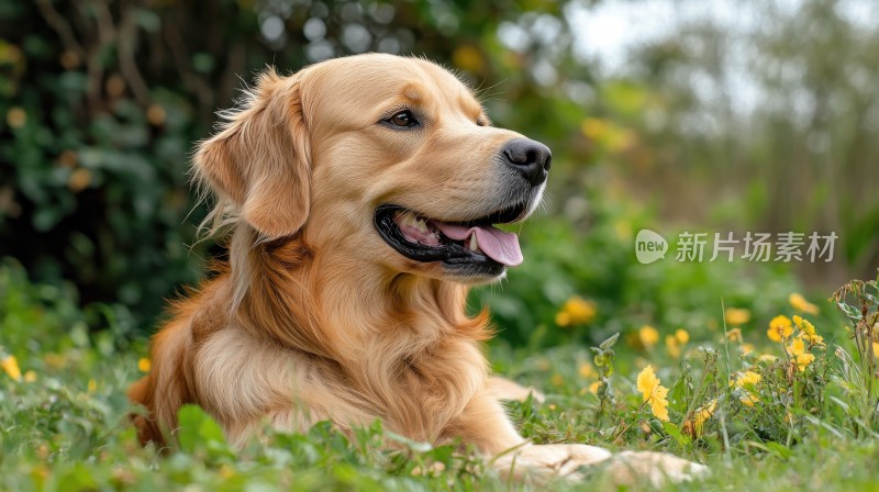 草地上金毛犬