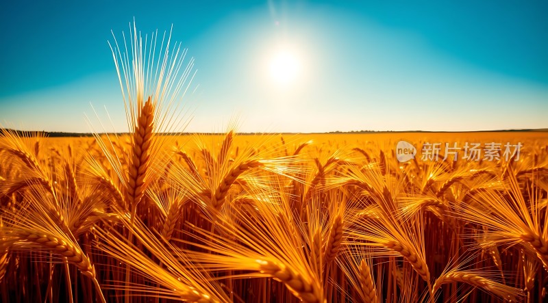 金色麦浪阳光下的丰收景象