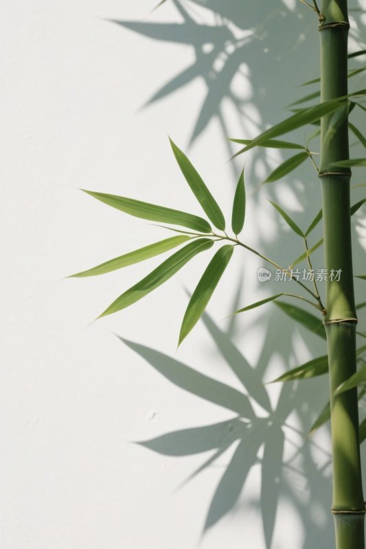 竹影光影自然画