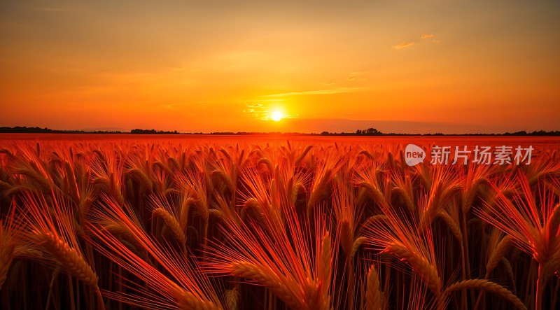 金色麦浪映夕阳