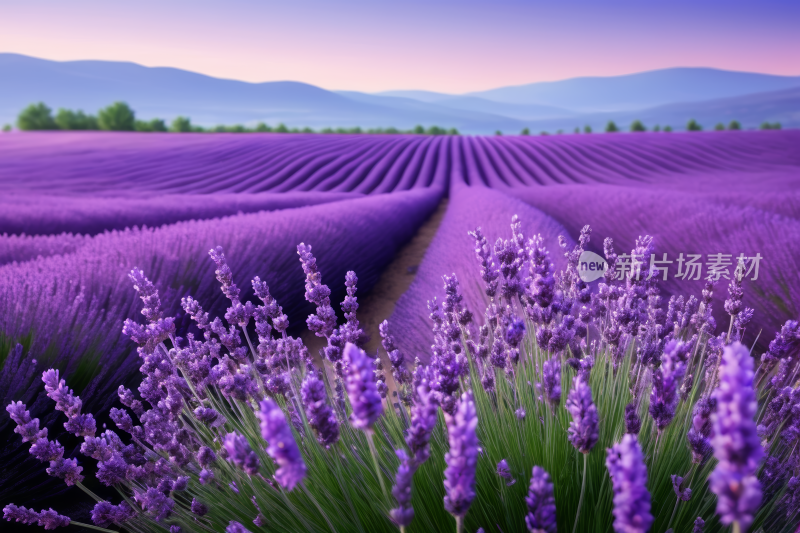 薰衣草田高清图片