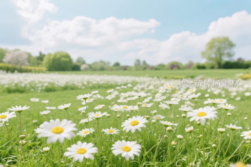 雏菊草地自然风景