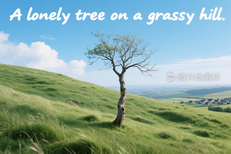 草坡上的孤独树