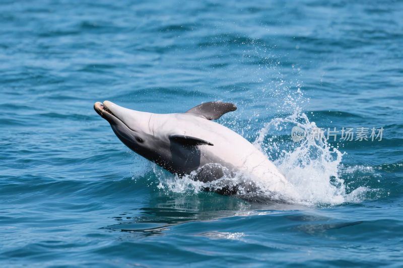 海豚跃出水面