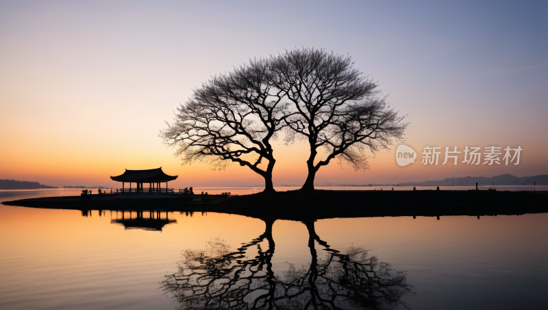 一棵没有叶子的树高清风景图片