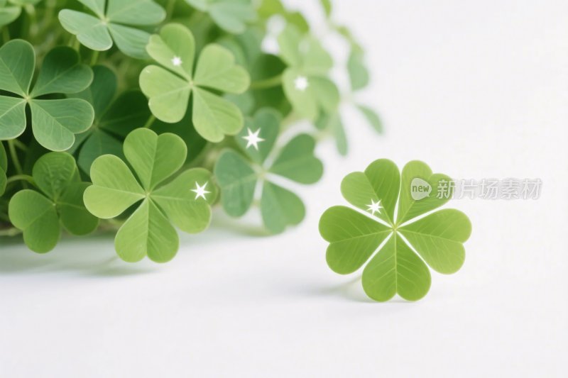 清新四叶草植物图
