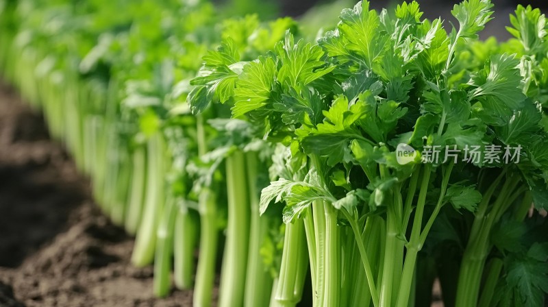 芹菜种植蔬菜种植