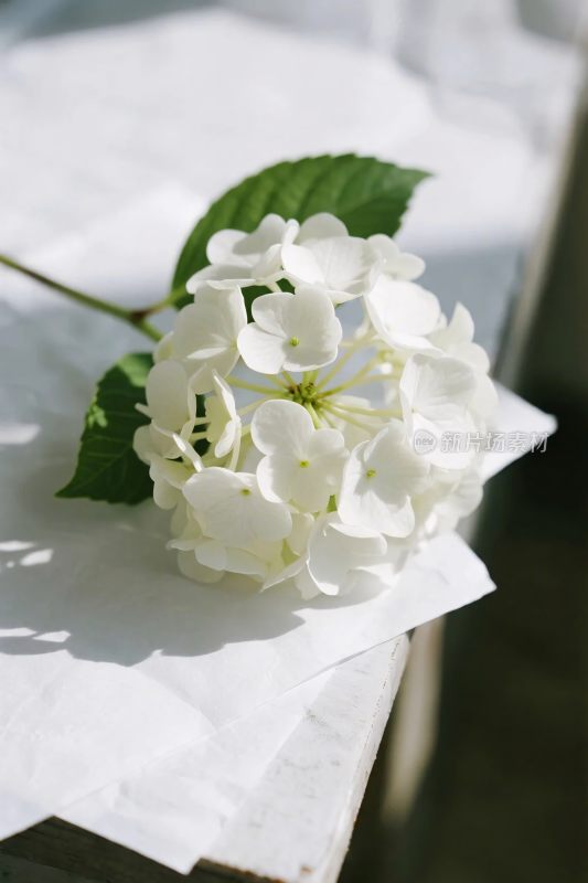 白绣球花静物摄影