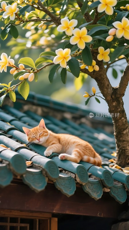 阳光下的橘猫与黄色花朵