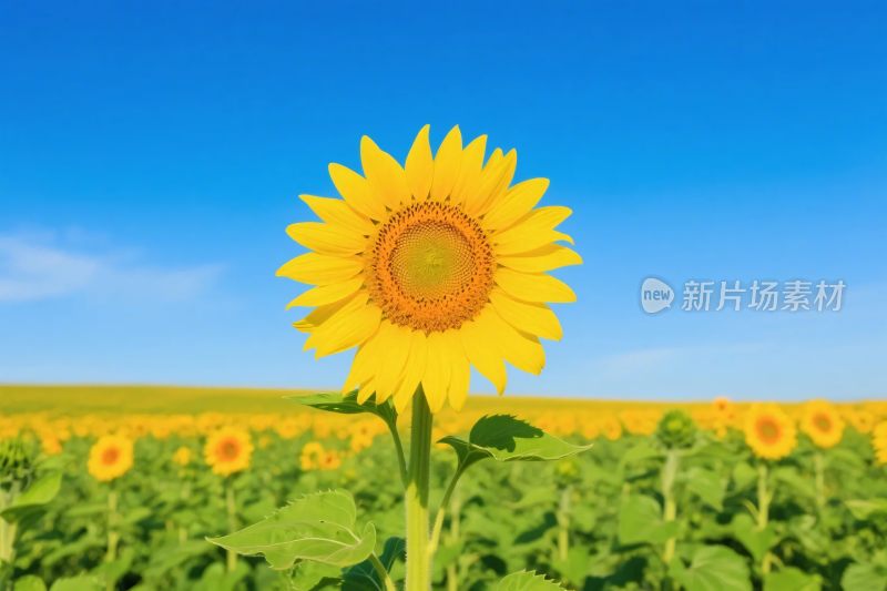 向日葵田野风景