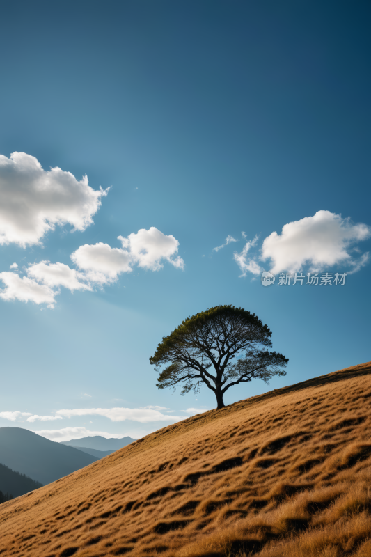 山上一棵孤树天空蔚蓝高清风景图片