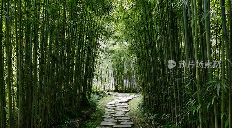 翠竹掩映下的幽静小径