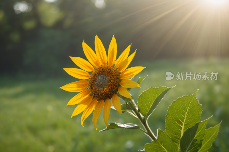 田野中央一朵向日葵高清图片