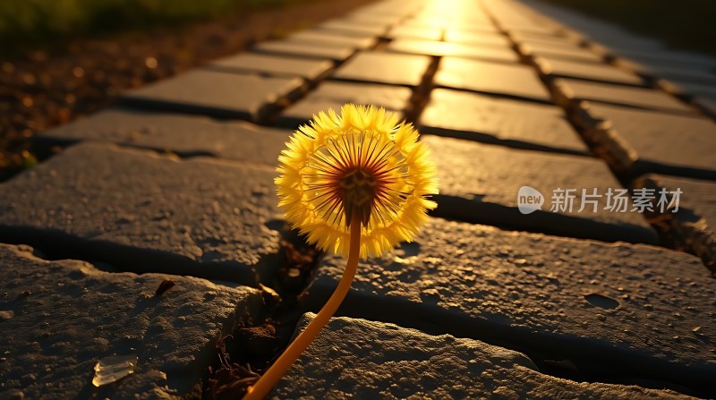 阳光下的蒲公英绽放