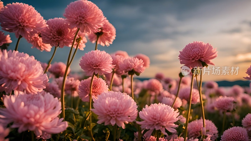 菊花照片秋天菊花海花朵花丛向日葵鲜花盛开