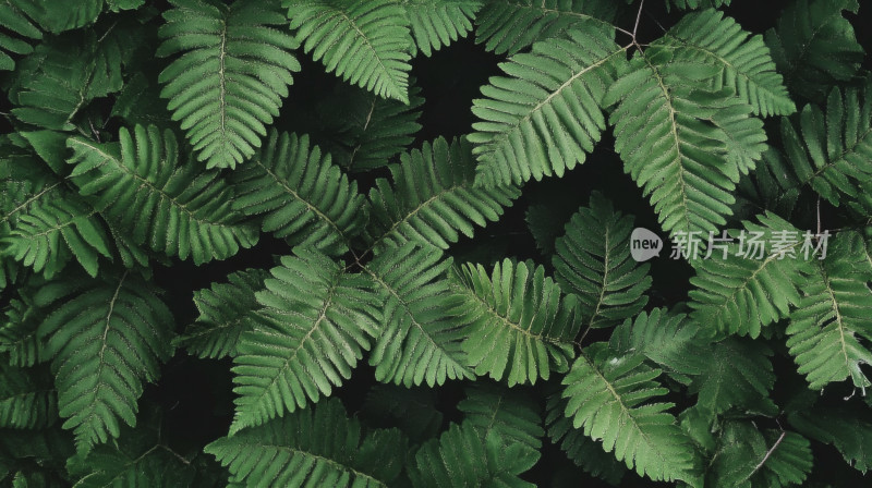 绿色蕨类植物绿色植物自然风光背景图