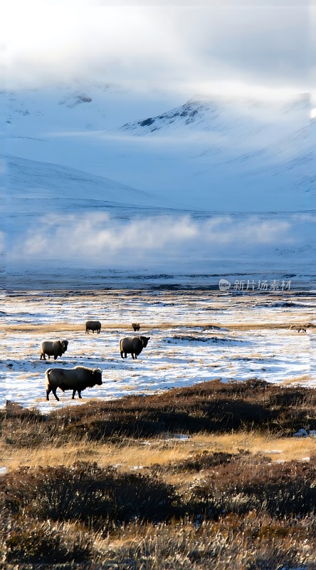 雪原上的野牛群