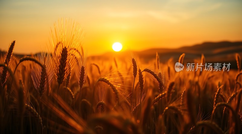 金色麦浪映夕阳