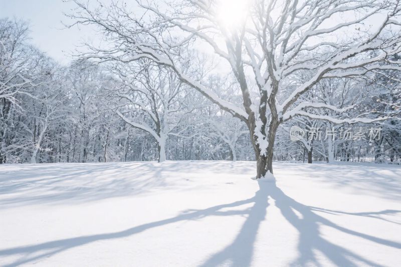 冬日雪景树林雪地风光