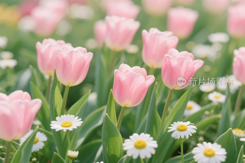 粉郁金香与雏菊花海