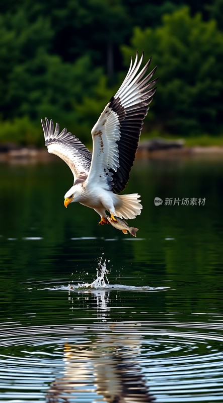鹰击水面鱼跃龙门