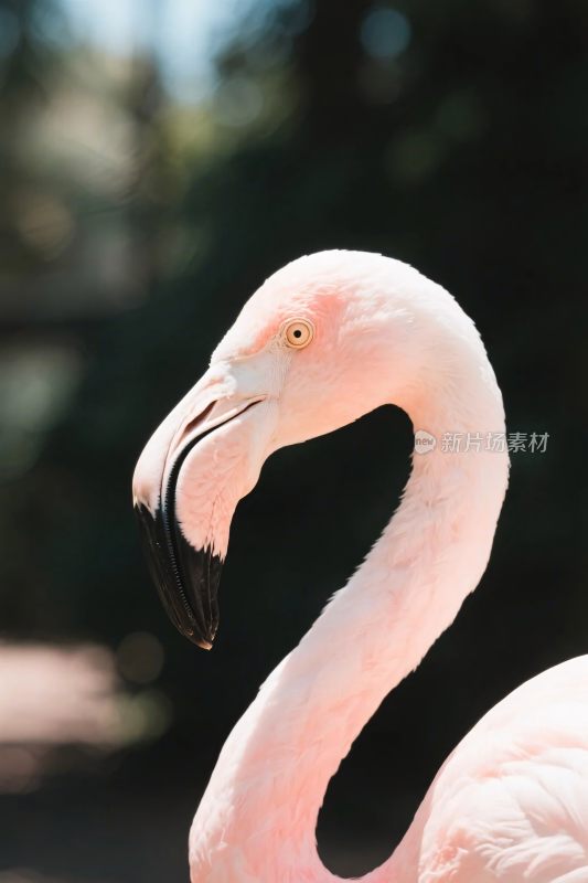 火烈鸟特写摄影