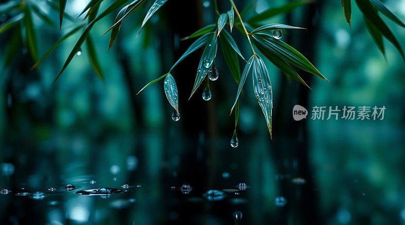 雨后竹叶上的露珠