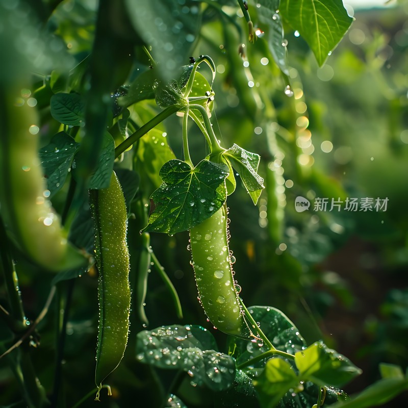 雨后豆荚上的露珠