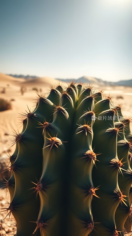 沙漠中的坚韧生命