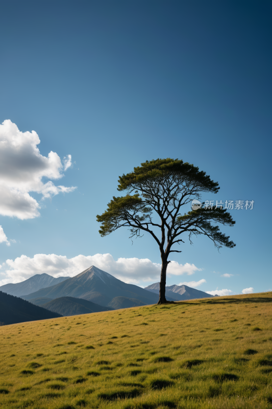 在草山上一棵孤树高高山清风景图片