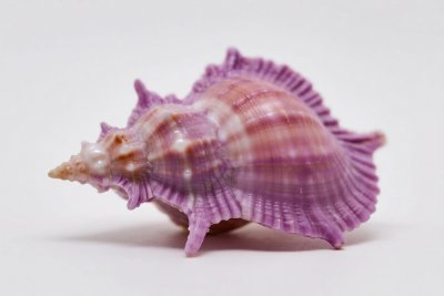 紫色海螺贝壳特写