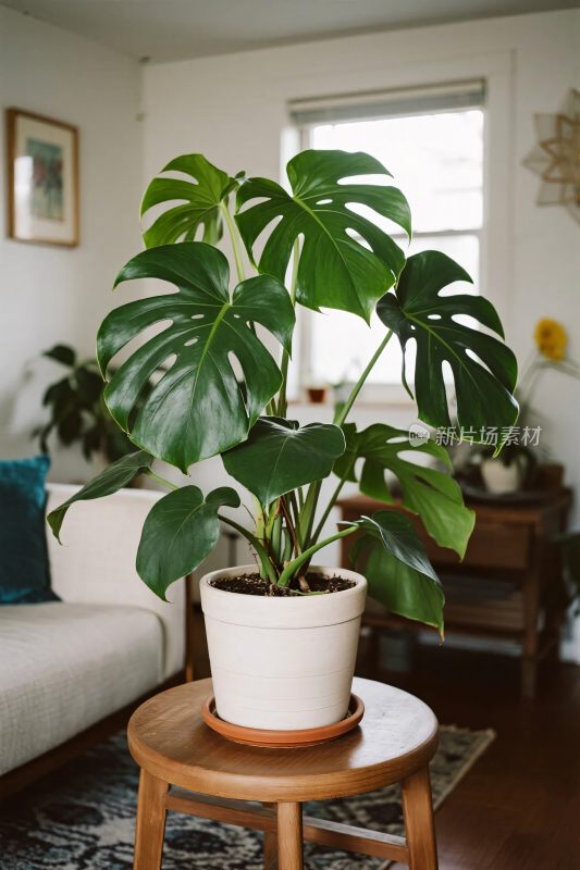 室内绿植装饰场景