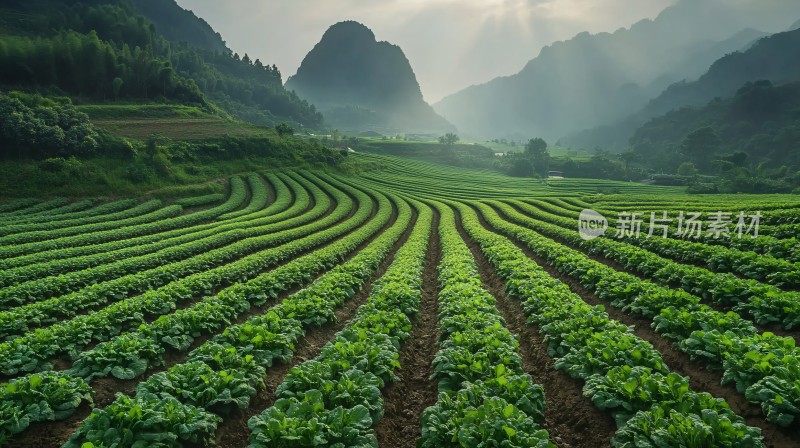 高山蔬菜基地