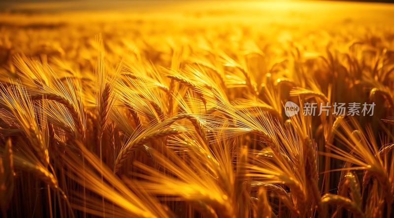 金色麦浪阳光下的丰收景象