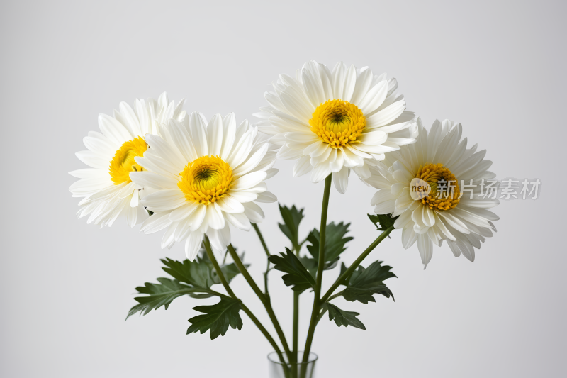 花瓶里有三朵白色的花叶子是绿色的高清图片