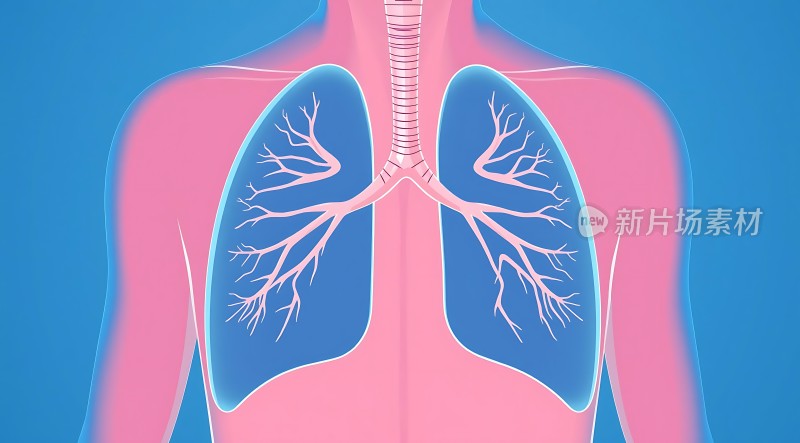 呼吸系统解剖图
