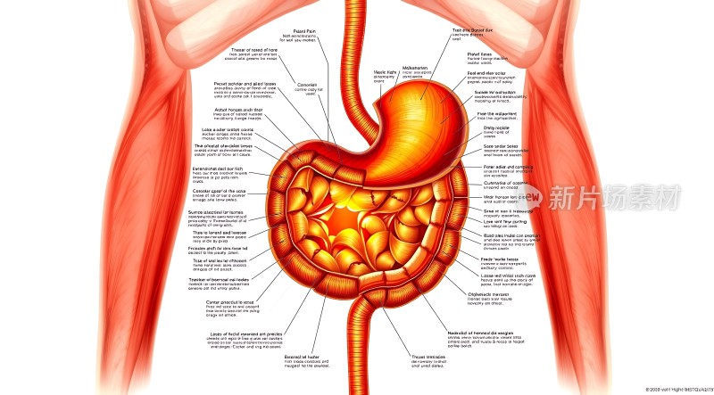 人体消化系统解剖图