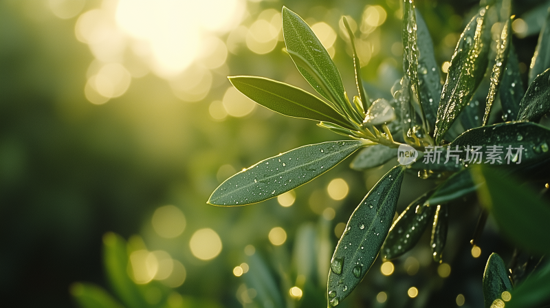 雨珠22清晨的露珠 阳光下的绿叶