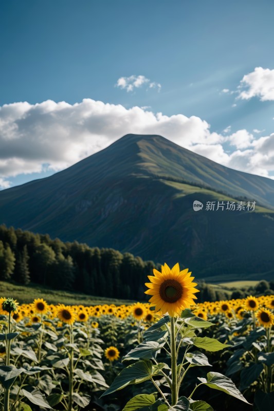 山前一片向日葵田高清图片