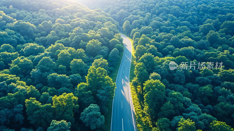 阳光穿透森林树木茂密绿色氧吧自然风景公路