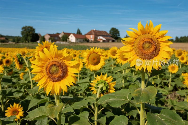 向日葵田园风景