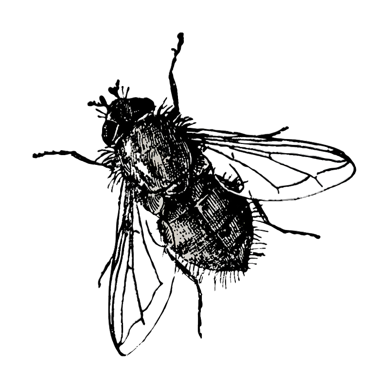 苍蝇免抠素材