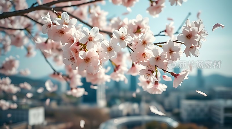 春日樱花绽放城市美景尽收眼底