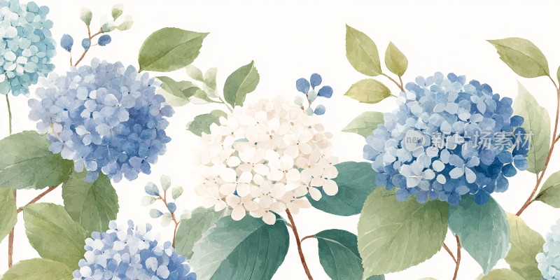 蓝白绣球花插画