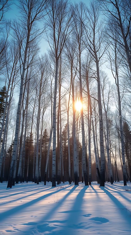 阳光下的雪地白桦林