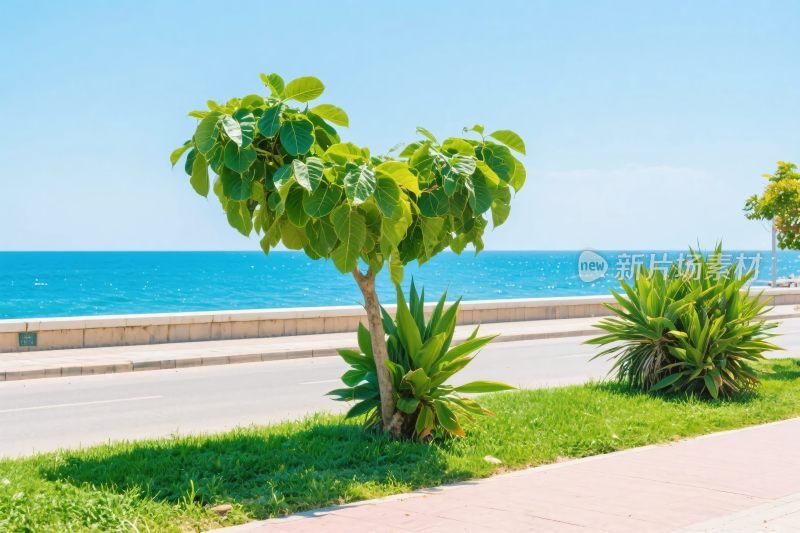 海滨绿化风景图