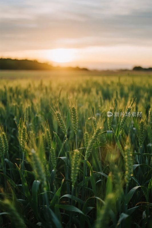 夕阳下的麦田风景
